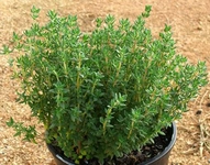 Saksıda Kekik Nasıl Yetiştirilir?